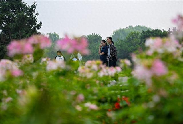 植物园秋季花展邀您赴一场花的盛放派对(图1)