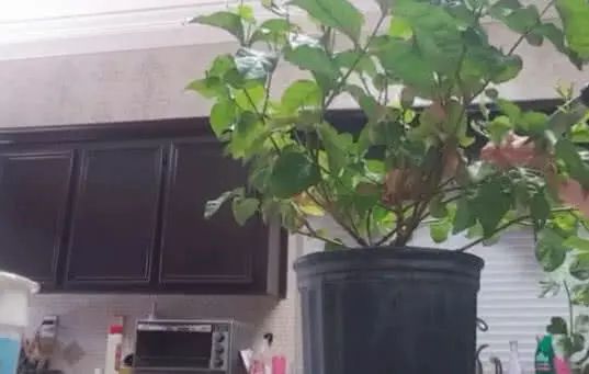 茉莉花不好养？养花大爷教你一招花卉枝繁叶茂不黄叶！(图4)