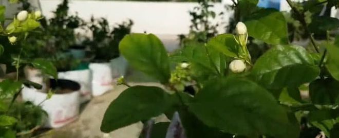 茉莉花不好养？养花大爷教你一招花卉枝繁叶茂不黄叶！(图2)
