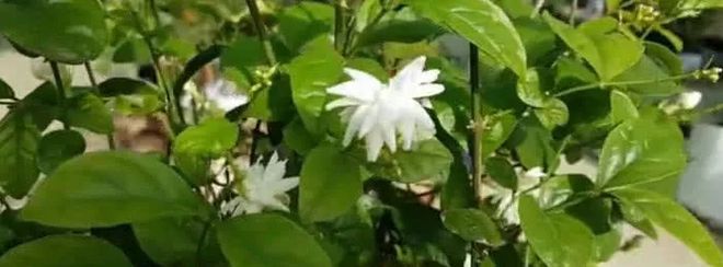 茉莉花不好养？养花大爷教你一招花卉枝繁叶茂不黄叶！(图3)