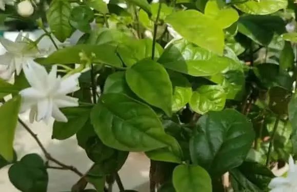 茉莉花不好养？养花大爷教你一招花卉枝繁叶茂不黄叶！(图5)