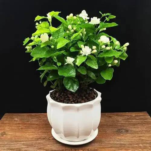 威廉希尔茉莉花香气十足怎样养护茉莉花才能更好地生长开花？(图3)