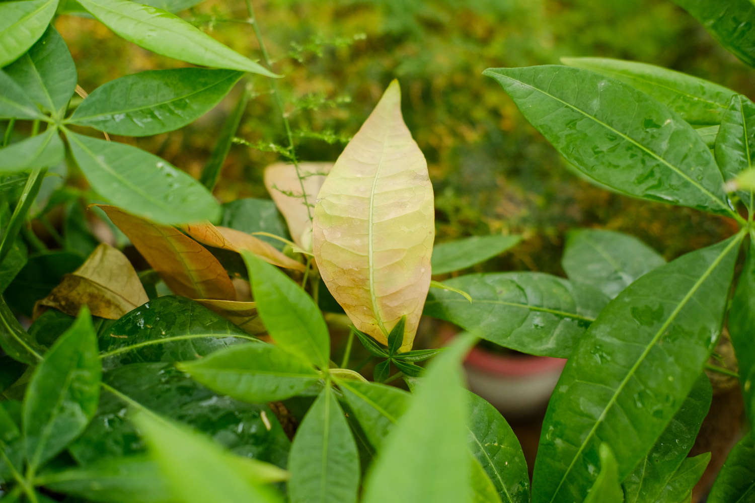 十种旺财又旺宅的植物(图2)