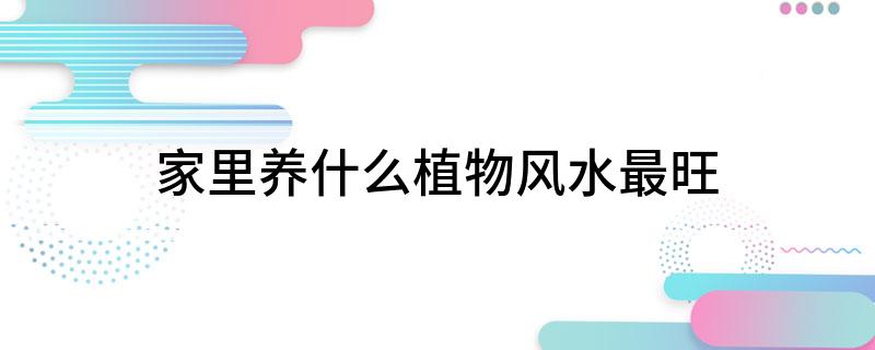 家里养什么植物风水最旺(图1)