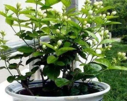 茉莉花开如昙花一现凋谢这么快是因为犯了这3点失误(图2)