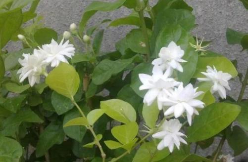 茉莉花开如昙花一现凋谢这么快是因为犯了这3点失误(图4)