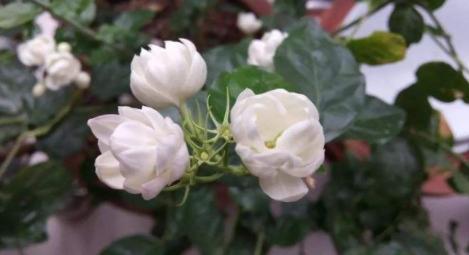 茉莉花开如昙花一现凋谢这么快是因为犯了这3点失误(图3)