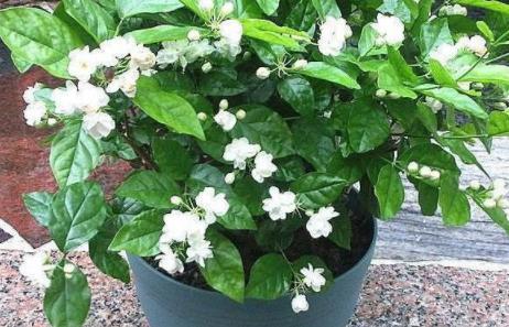 茉莉花开如昙花一现凋谢这么快是因为犯了这3点失误(图6)