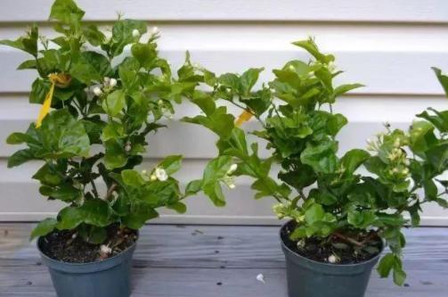 茉莉花开如昙花一现凋谢这么快是因为犯了这3点失误(图8)
