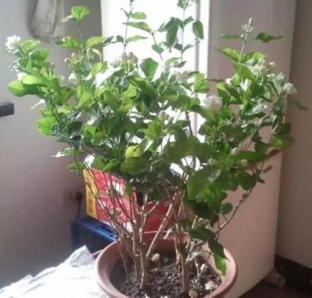 茉莉花开如昙花一现凋谢这么快是因为犯了这3点失误(图9)