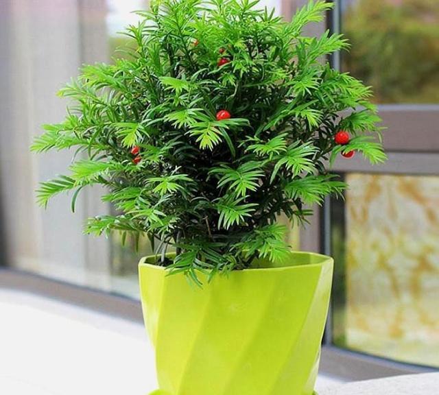门前有这几种树吉利旺风水这三棵树怎样也要砍掉不吉利威廉希尔WilliamHill(图4)