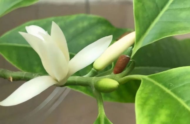 6种植物自带香气家里种上一盆简直就是“活香水”！(图3)