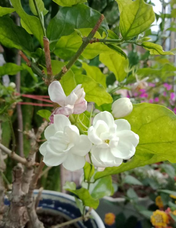 6种植物自带香气家里种上一盆简直就是“活香水”！(图2)