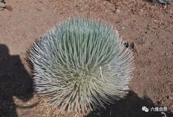 大自然最奇特的花之一在难见生物的火山口旁抵抗着高温绽放！(图4)