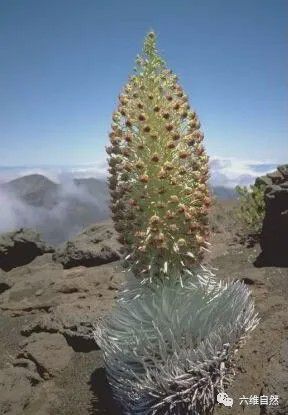 大自然最奇特的花之一在难见生物的火山口旁抵抗着高温绽放！(图2)