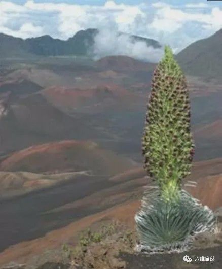 大自然最奇特的花之一在难见生物的火山口旁抵抗着高温绽放！(图6)