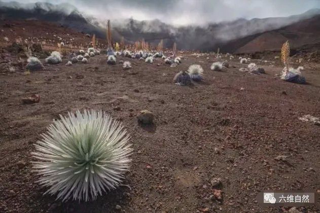 大自然最奇特的花之一在难见生物的火山口旁抵抗着高温绽放！(图5)