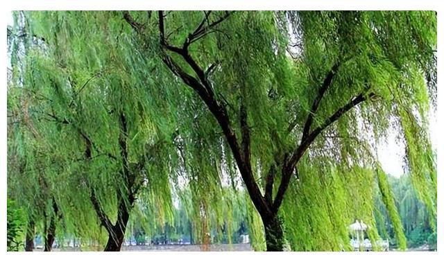威廉希尔中式庭院植物篇四：“富贵吉祥”庭院中风水趋吉的植物有哪些(图2)