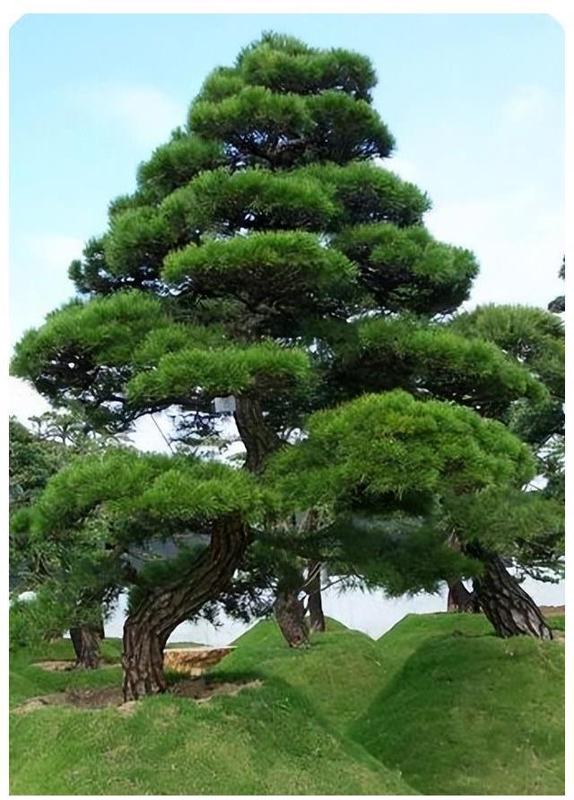 威廉希尔中式庭院植物篇四：“富贵吉祥”庭院中风水趋吉的植物有哪些(图3)