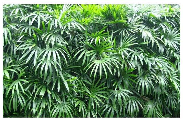 威廉希尔中式庭院植物篇四：“富贵吉祥”庭院中风水趋吉的植物有哪些(图4)