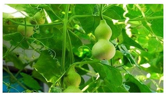 威廉希尔中式庭院植物篇四：“富贵吉祥”庭院中风水趋吉的植物有哪些(图5)