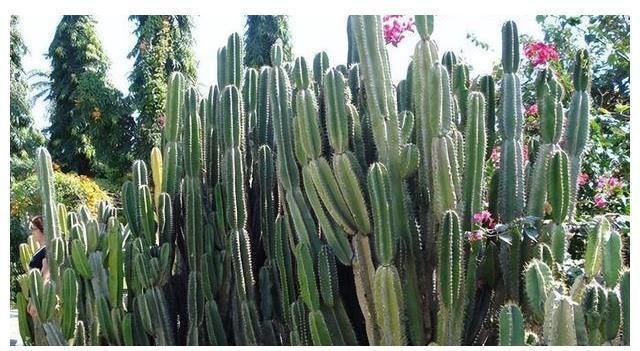 威廉希尔中式庭院植物篇四：“富贵吉祥”庭院中风水趋吉的植物有哪些(图8)