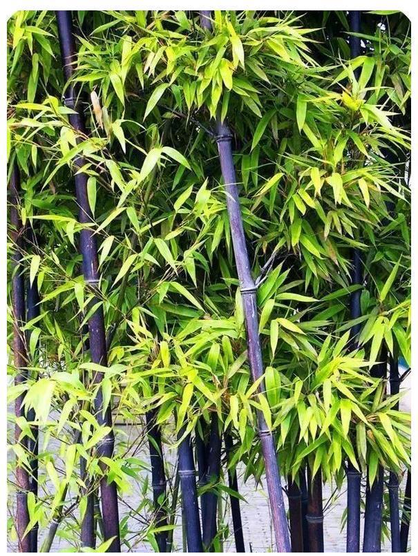 威廉希尔中式庭院植物篇四：“富贵吉祥”庭院中风水趋吉的植物有哪些(图9)