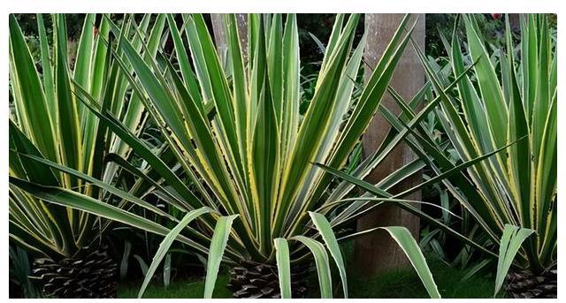 威廉希尔中式庭院植物篇四：“富贵吉祥”庭院中风水趋吉的植物有哪些(图11)