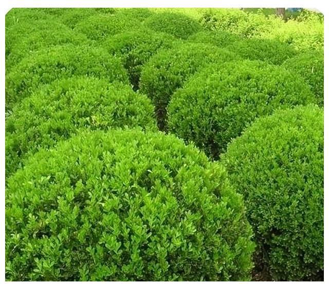 威廉希尔中式庭院植物篇四：“富贵吉祥”庭院中风水趋吉的植物有哪些(图10)