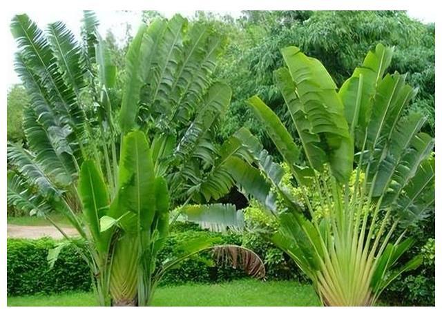 威廉希尔中式庭院植物篇四：“富贵吉祥”庭院中风水趋吉的植物有哪些(图13)
