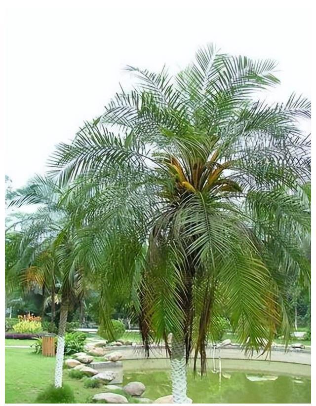 威廉希尔中式庭院植物篇四：“富贵吉祥”庭院中风水趋吉的植物有哪些(图12)