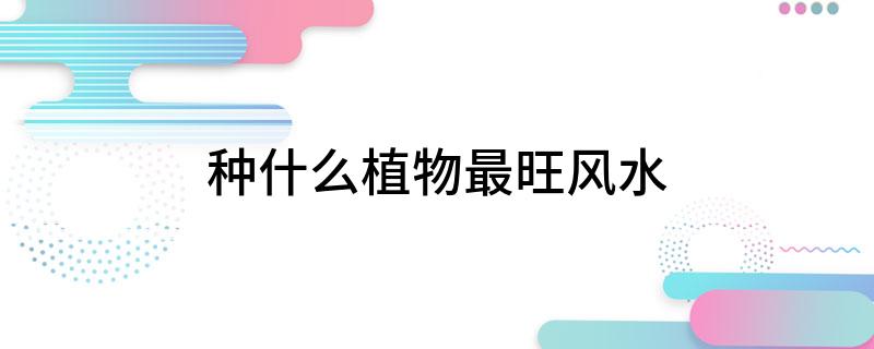 种什么植物最旺风水(图1)