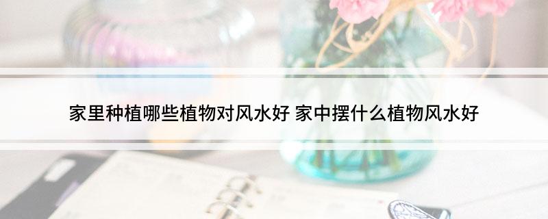 家里种植哪些威廉希尔植物对风水好家中摆什么植物风水好(图1)