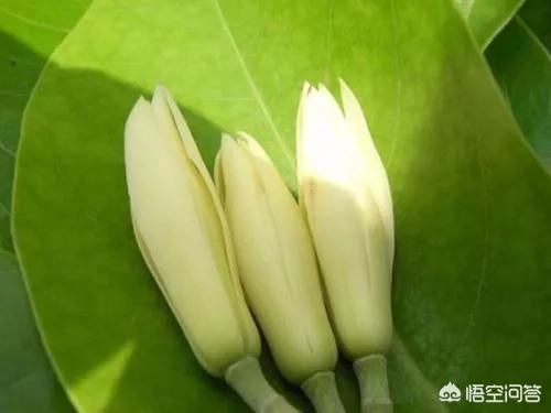有哪些关于花的知识值得了解？(图3)