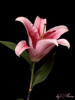 有哪些关于花的知识值得了解？(图9)
