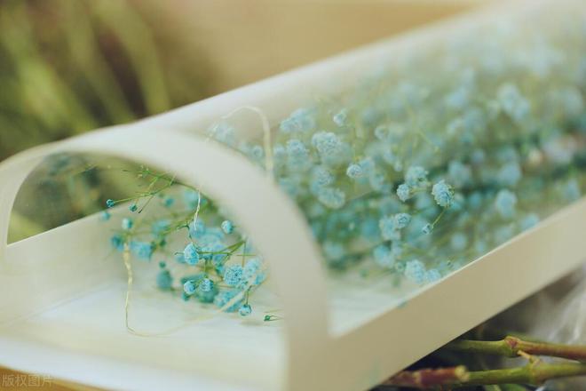 第三篇：花的奥秘植物探秘：探索奇妙的绿色世界(图9)