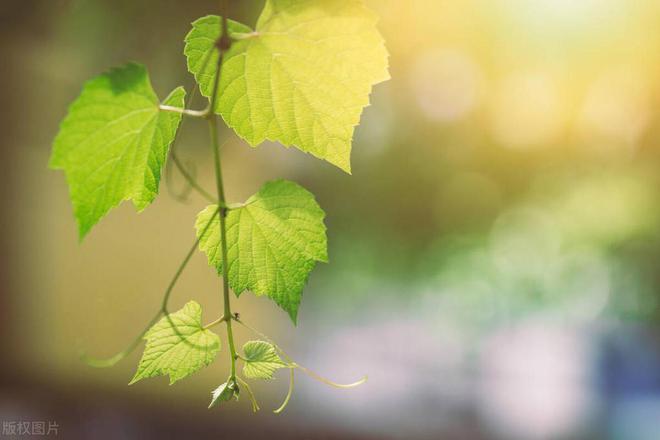 第三篇：花的奥秘植物探秘：探索奇妙的绿色世界(图17)