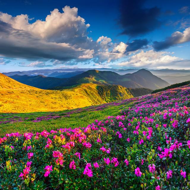 第三篇：花的奥秘植物探秘：探索奇妙的绿色世界(图19)