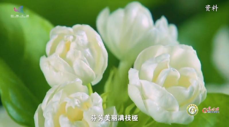 福州茉莉花茶：见茶不见花“和”在味中现(图1)