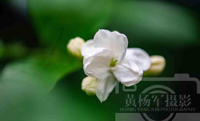 WilliamHill夏雨中茉莉花怒放的娇美花开绚烂靓丽含香的洁白花朵清新动人(图3)
