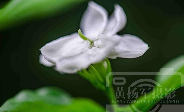 WilliamHill夏雨中茉莉花怒放的娇美花开绚烂靓丽含香的洁白花朵清新动人(图1)