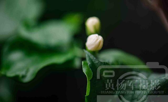 WilliamHill夏雨中茉莉花怒放的娇美花开绚烂靓丽含香的洁白花朵清新动人(图2)