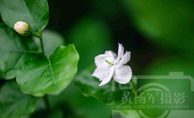 WilliamHill夏雨中茉莉花怒放的娇美花开绚烂靓丽含香的洁白花朵清新动人(图4)