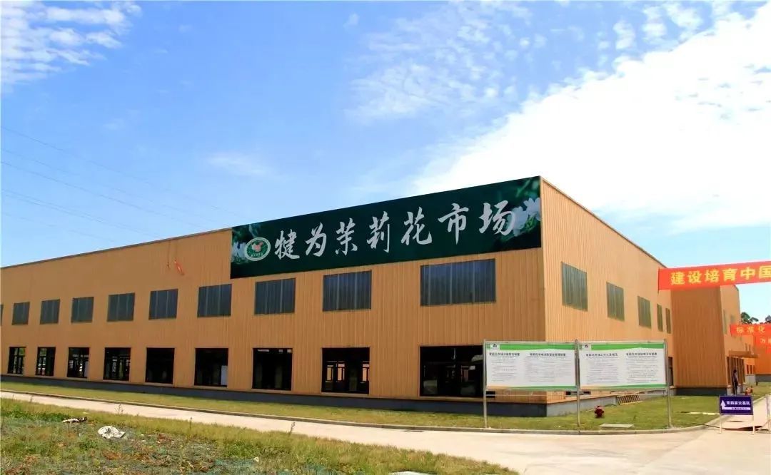 犍为茉莉花交易市场开市收花(图2)