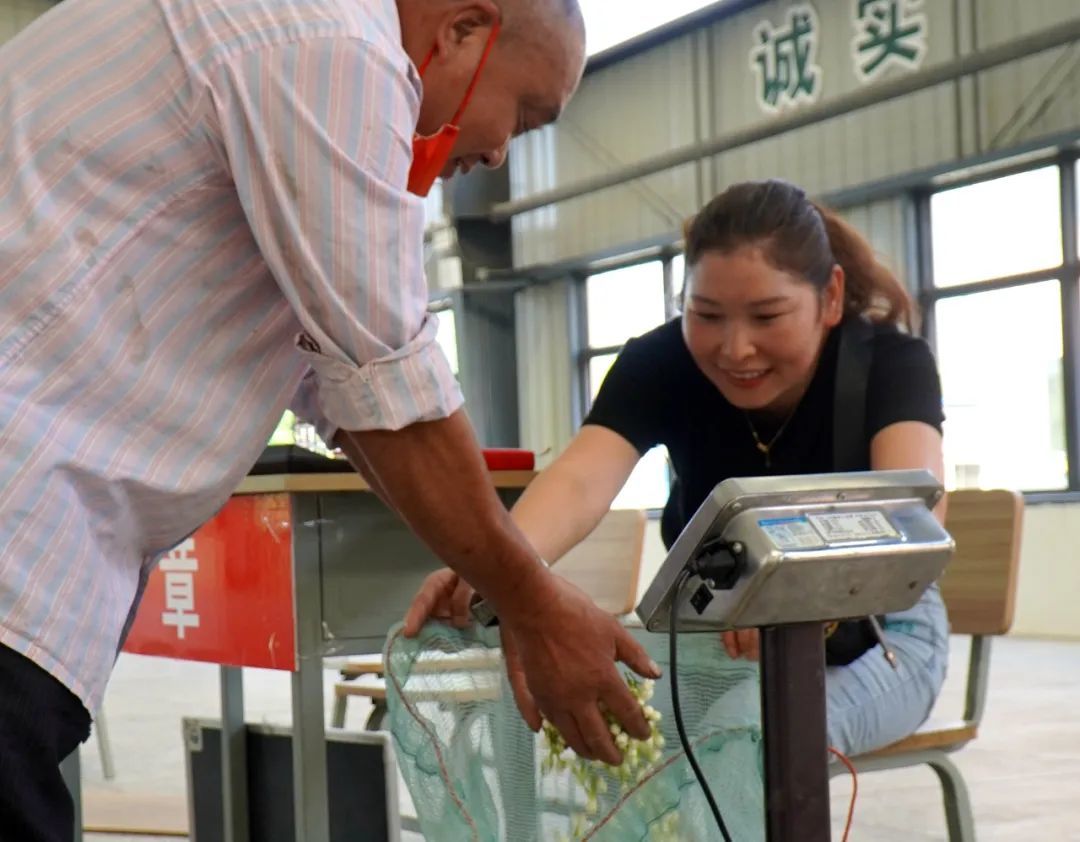 犍为茉莉花交易市场开市收花(图3)