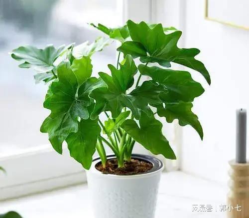 威廉希尔龙吟师傅哪些植物对家居风水有益!(图2)
