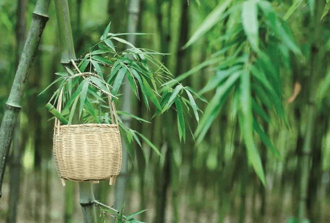 农村俗语“坟边长竹须迁坟坟前两物成富人”说得在理吗？(图2)