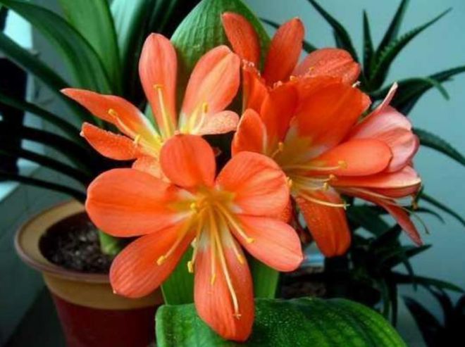 4种富贵花好养漂亮花期长人见人爱寓意超好的(图3)