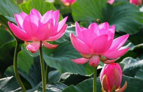 4种富贵花好养漂亮花期长人见人爱寓意超好的(图2)