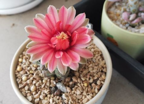 4种富贵花好养漂亮花期长人见人爱寓意超好的(图4)